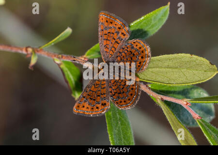 Bella Metalmark farfalla sulla foglia verde Foto Stock