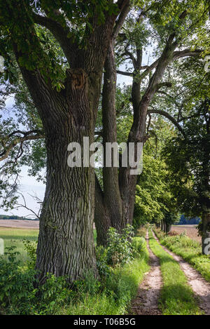 Strada di campagna da Zabrowo al villaggio Szymbark in Ilawa County, Warmian Masurian voivodato di Polonia Foto Stock