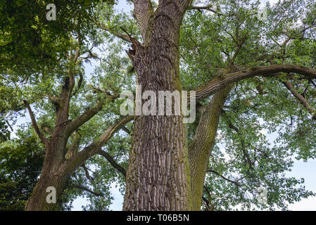 Alberi accanto alla strada di campagna da Zabrowo al villaggio Szymbark in Ilawa County, Warmian Masurian voivodato di Polonia Foto Stock