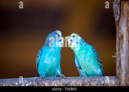 Piccolo Blu brillante pappagalli uccelli seduto sul ramo di albero sulla copia sfocata sullo sfondo dello spazio. Tenere animali domestici in casa del concetto. Foto Stock