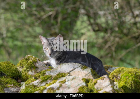 Un Gray Tabby Kitten che riposa all'aperto su un Mossy Dry Muro di pietra Foto Stock