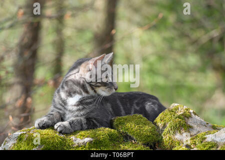 Un Gray Tabby Kitten giace su un Mossy Stone Wall Guardando lateralmente Foto Stock