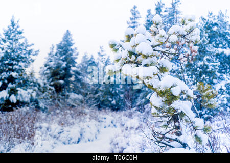 Sempreverde pino arbusto albero nella neve dopo una tempesta di neve a Vancouver (Delta) BC, a Burns Bog. Boschi innevati scene. Foto Stock