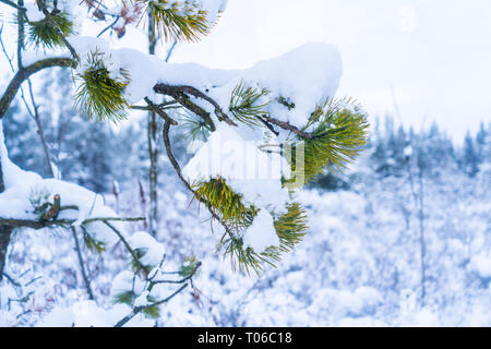 Winter Wonderland nevicata dopo una tempesta di neve a Vancouver (Delta) BC, a Burns Bog. Boschi innevati scene. Foto Stock