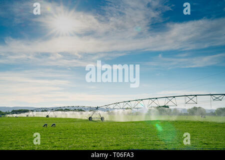 Grande mobile sprinkler irrigazione sistema di distribuzione di acqua per terreni agricoli gestione pascolo di Central Otago Nuova Zelanda Foto Stock
