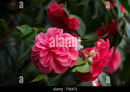 Close-up di splendida fioritura Pink Camellia japonica (noto anche come comuni o di Camellia japanese camellia) 'Palazzo Tursi', la fioritura di un albero o arbusto. Foto Stock