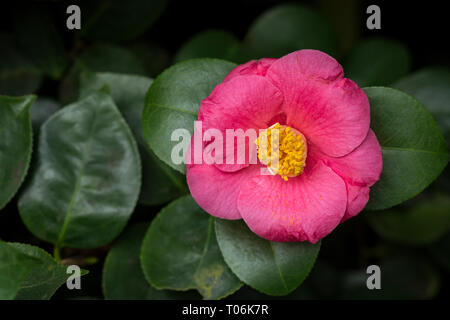 Close-up di una splendida fioritura Pink Camellia japonica (noto anche come comuni o di Camellia japanese camellia), la fioritura di un albero o arbusto. Foto Stock