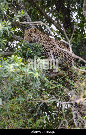 Leopard africani in agguato su un albero. Masai Mara, Kenya Foto Stock