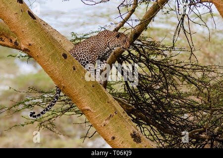 Leopard in attesa della preda. Imboscata. Sulla struttura ad albero. Kenya Foto Stock