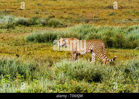 Il ghepardo caccia. Ndutu, Serengeti, Tanzania Foto Stock