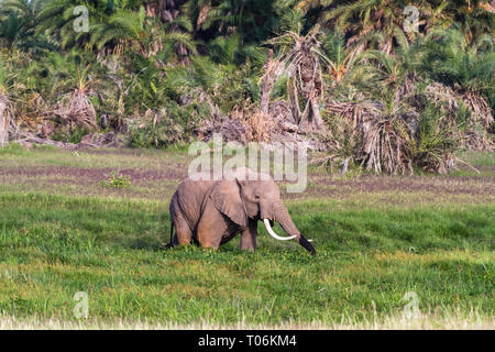 Molto grande elefante nella palude. Amboseli, Kenya Foto Stock