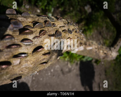 Wishing Tree / Penny log - Dovedale, Peak District, Derbyshire, England, Regno Unito Foto Stock