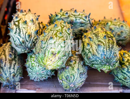 Echinocystis lobata (Wild cetriolo), frutta capsula, close-up Foto Stock