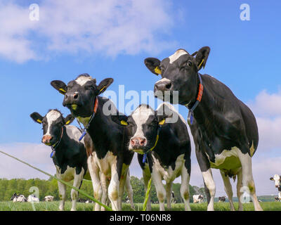 Quattro vacche da latte, bianco e nero, Holsteins in piedi in linea in un prato, con marchi auricolari e i collari con tag, sullo sfondo di una mandria di mucche sotto Foto Stock