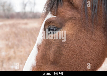 Profilo laterale del raccolto di un marrone e bianco della testa di cavallo che mostra l'occhio e la fronte contro uno sfondo sfocato di alberi, erbe marrone, e neve Foto Stock