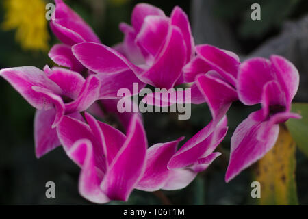 Primo piano della rosa/fucsia, con luce bianca ciclamino fiorisce da San Miguel De Allende Juarez Parco Candelaria 2019 Foto Stock