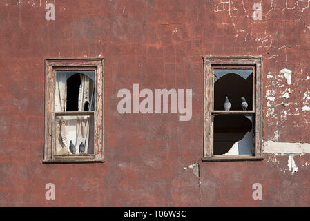 Quattro piccioni in piedi su infissi in legno con il vetro rotto su un intonaco di borgogna muro di un edificio abbandonato con due finestre Foto Stock