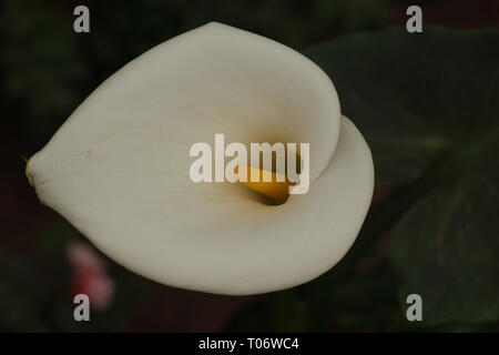 White calla lily bloom, close up, su sfondo verde scuro da San Miguel De Allende Juarez Parco Candelaria 2019 Foto Stock