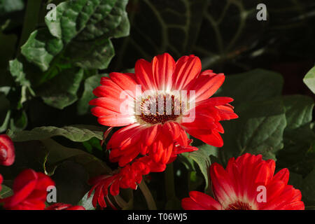 Rosso Gerbera daisy bloom con centro bianco, vicino, su sfondo verde scuro da San Miguel De Allende Juarez Parco Candelaria 2019 Foto Stock