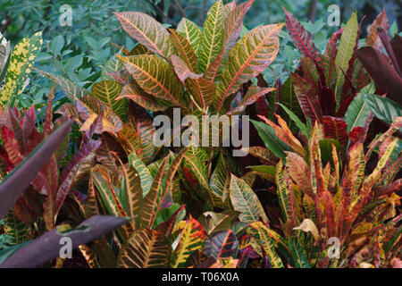 Verde, giallo e rosso fogliame venato Croton piante da San Miguel De Allende Juarez Parco Candelaria 2019 Foto Stock