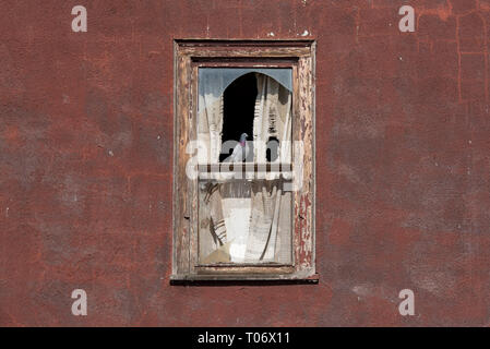 Piccione in piedi su una tavola di legno sul telaio di una finestra con il vetro rotto su un intonaco di borgogna muro di un edificio abbandonato Foto Stock