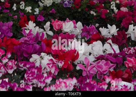 Campo di rosso, rosa, bianco, fucsia ciclamino fiorisce da San Miguel De Allende Juarez Parco Candelaria 2019 Foto Stock