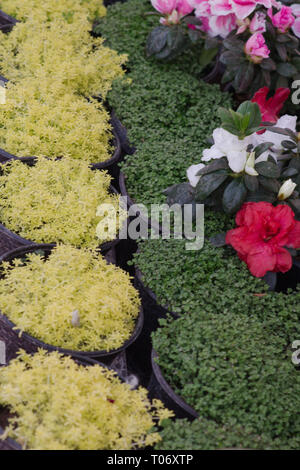 Serie giallo fiorito di piante in vaso, Verde foglie piccole piante in vaso e rosso e fiori di colore rosa da San Miguel De Allende Juarez Parco Candelaria 2019 Foto Stock