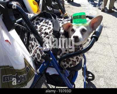 Chihuahua mix vestito per il San Patrizio parata del giorno nel Parco di quartiere di pendenza di Brooklyn, NY, 2019. Foto Stock