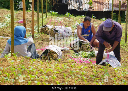 Kundasang Sabah Malaysia - Feb 27, 2019 : Non identificato farm indonesiano lavoratore lavorando sul grafico di vegetali a Kundasang Sabah. Foto Stock