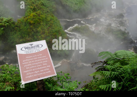 Primavera calda segno, circondato da felci e alberi avvolti in vapore, Waikite Valley Piscine Termali Park, Rotorua, Isola del nord, Nuova Zelanda Foto Stock