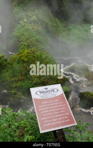 Primavera calda segno, circondato da felci e alberi avvolti in vapore, Waikite Valley Piscine Termali Park, Rotorua, Isola del nord, Nuova Zelanda Foto Stock