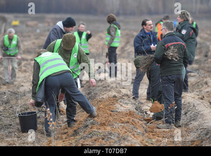 Klausdorf, Germania. 16 Mar, 2019. I volontari e gli operai forestali pianta alberi giovani sulla zona di Burnt Pine Forest. Lo stesso giorno, un 3,24 ettaro piantagione ha iniziato la campagna per nuovo impianto di pini, roverella, sessili di querce e betulle. In estate secca del 2018, circa 400 ettari di foresta vicino Treuenbrietzen bruciato in agosto. Credito: Patrick Pleul/dpa-Zentralbild/ZB/dpa/Alamy Live News Foto Stock