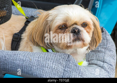 Bournemouth Dorset, Regno Unito. Xviii Mar, 2019. Alfie il Shih Tzu ShihTzu cane ha un resto nel suo letto su una mobilità scooter. Credito: Carolyn Jenkins/Alamy Live News Foto Stock