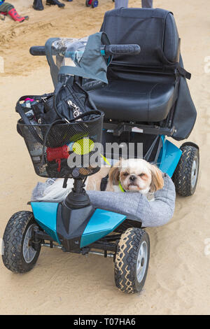 Bournemouth Dorset, Regno Unito. Xviii Mar, 2019. Alfie il Shih Tzu ShihTzu mantiene la protezione pur avendo un riposo nel suo letto su una mobilità scooter! Credito: Carolyn Jenkins/Alamy Live News Foto Stock