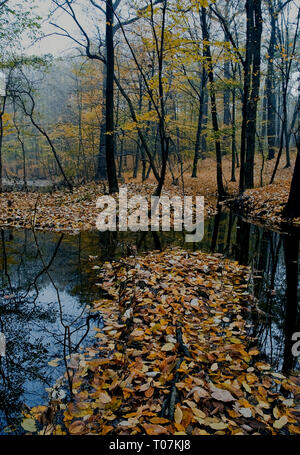 Forest stagno con foglie secche sul terreno Foto Stock