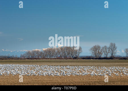 Svernamento minore migratori le oche delle nevi, Chen caerulescens, alimentazione e il riposo in un campo agricolo a Brunswick punto, Ladner, BC. Foto Stock