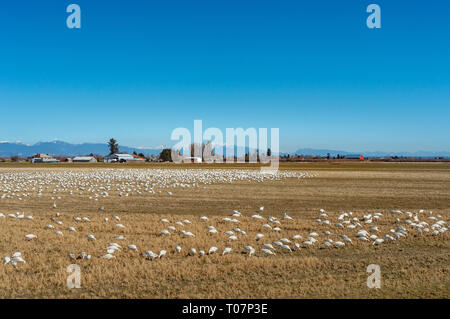 Svernamento minore migratori le oche delle nevi, Chen caerulescens, alimentazione e il riposo in un campo agricolo a Brunswick punto, Ladner, BC. Foto Stock