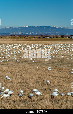 Svernamento minore migratori le oche delle nevi, Chen caerulescens, alimentazione e il riposo in un campo agricolo a Brunswick punto, Ladner, BC. Foto Stock