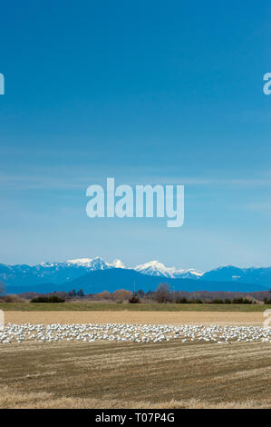 Svernamento minore migratori le oche delle nevi, Chen caerulescens, alimentazione e il riposo in un campo agricolo a Brunswick punto, Ladner, BC. Foto Stock