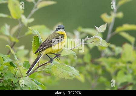 Motacilla flava sorge sul terreno accanto all'erba Foto Stock