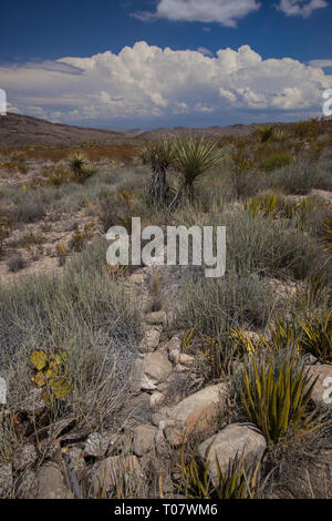 Spazio di colore nero, Brewster County, Texas, Stati Uniti d'America Foto Stock