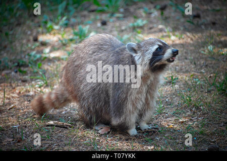 Waschbaer, Wildpark Johannismuehle, Baruth, Brandeburgo, Deutschland, Johannismühle Foto Stock