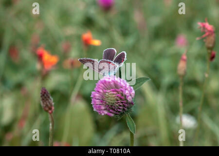 Butterfly Aricia agestis o marrone argus seduti sul rosa fiore di trifoglio in estate campi verdi Foto Stock