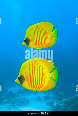 Masken-Falterfische (Chaetodon semilarvatus), Rotes Meer, Aegypten ha Foto Stock