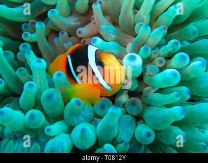 Seeanemone (Actiniaria), Rotmeer-Anemonenfisch (Amphiprion bicinctus), Rotes Meer, Aegypten ha Foto Stock