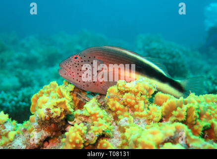 Gestreifter Korallenwaechter (Paracirrhites forsteri), Rotes Meer, Aegypten ha Foto Stock