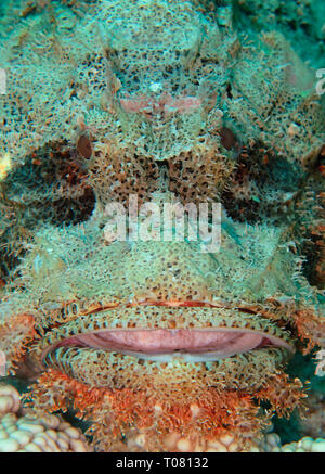 Baertiger Drachenkopf (Scorpaenopsis oxycephala), Rotes Meer, Aegypten ha Foto Stock