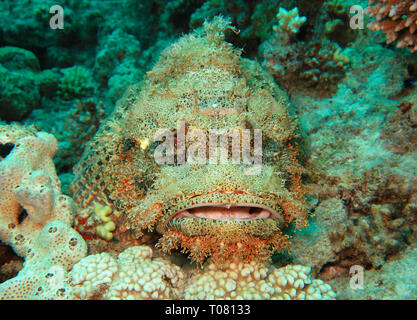 Baertiger Drachenkopf (Scorpaenopsis oxycephala), Rotes Meer, Aegypten ha Foto Stock