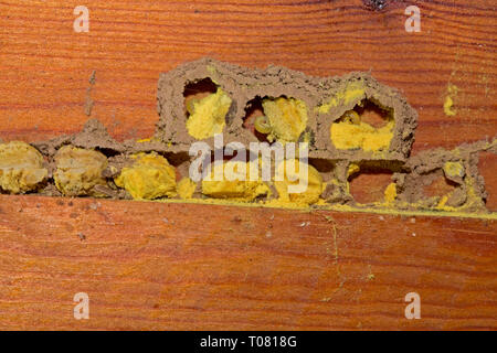 Red mason bee, allevamento cella, trave in legno, (Osmia simum) Foto Stock