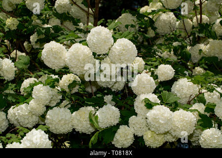 Snowball cinese, (Viburnum macrocephalum) Foto Stock